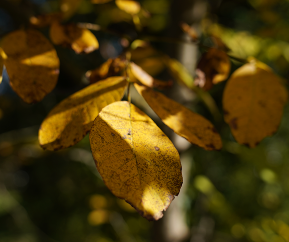 herbst.png