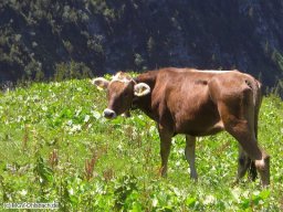 2008-07-Alpenwanderung