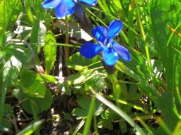 2008-07-Alpenwanderung